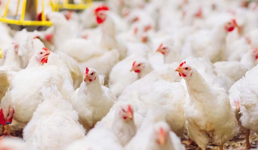 Russia to ban free-range poultry