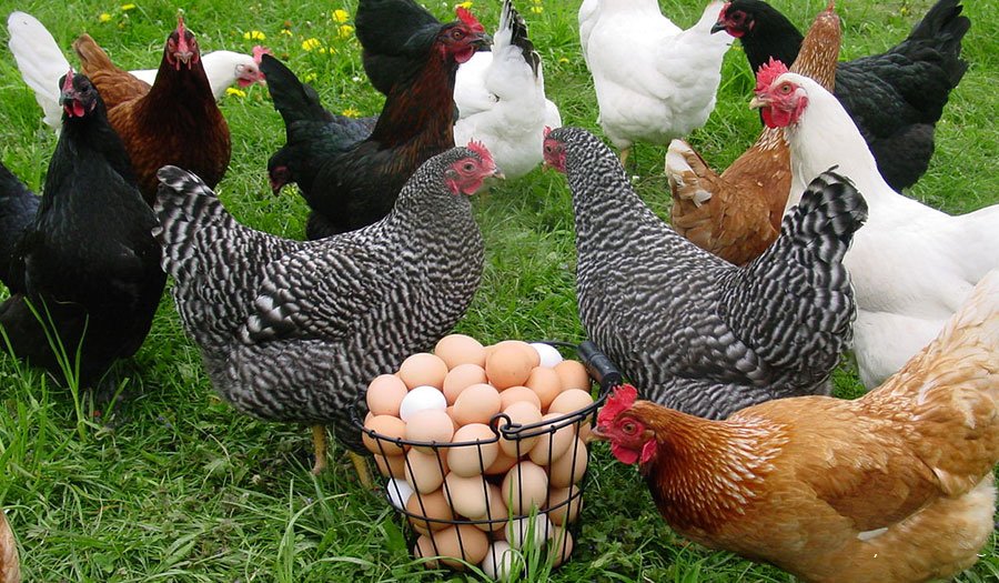 Niches in the market potential of poultry meat